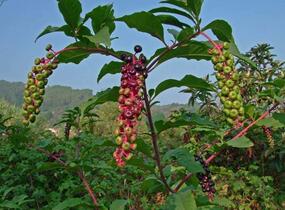 Líčidlo americké - Phytolacca americana