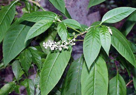 Líčidlo americké - Phytolacca americana