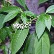 Líčidlo americké - Phytolacca americana