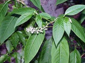 Líčidlo americké - Phytolacca americana