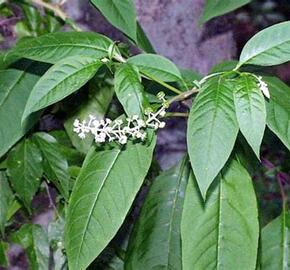 Líčidlo americké - Phytolacca americana