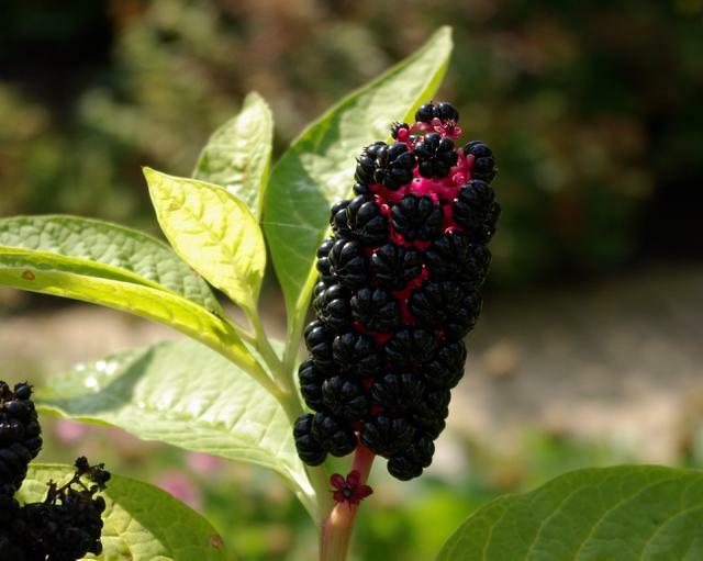 Líčidlo americké - Phytolacca americana