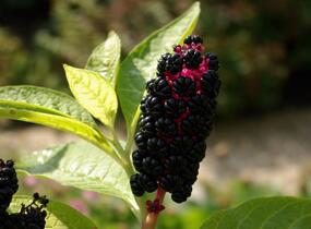 Líčidlo americké - Phytolacca americana