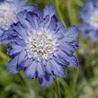 Hlaváč kavkazský 'Fama Deep Blue' - Scabiosa caucasica 'Fama Deep Blue'