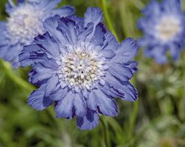Hlaváč kavkazský 'Fama Deep Blue'