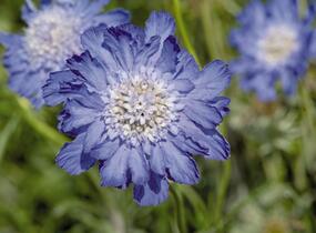 Hlaváč kavkazský 'Fama Deep Blue' - Scabiosa caucasica 'Fama Deep Blue'