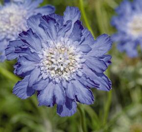 Hlaváč kavkazský 'Fama Deep Blue' - Scabiosa caucasica 'Fama Deep Blue'