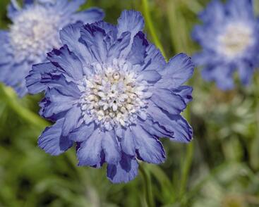 Hlaváč kavkazský 'Fama Deep Blue'