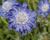 Hlaváč kavkazský 'Fama Deep Blue'