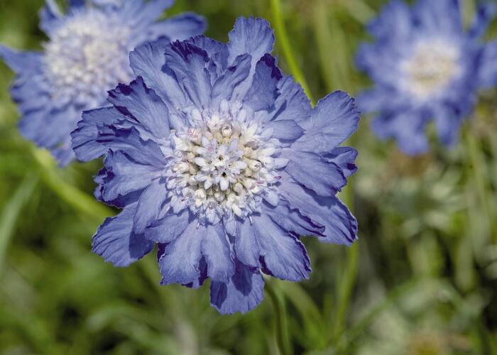 Hlaváč kavkazský 'Fama Deep Blue' - Scabiosa caucasica 'Fama Deep Blue'