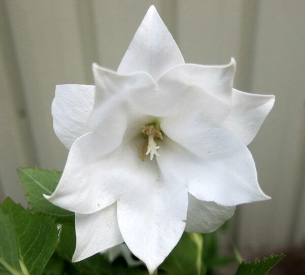 Zvonkovec velkokvětý, boubelka 'Codo Double White' - Platycodon grandiflorus 'Codo Double White'