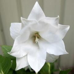 Zvonkovec velkokvětý, boubelka 'Codo Double White' - Platycodon grandiflorus 'Codo Double White'