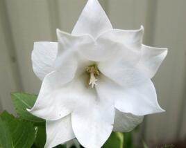 Zvonkovec velkokvětý, boubelka 'Codo Double White'