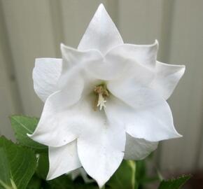 Boubelka velkokvětá  'Codo Double White' - Platycodon grandiflorus 'Codo Double White'