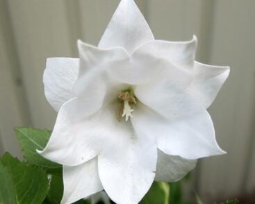 Zvonkovec velkokvětý, boubelka 'Codo Double White'