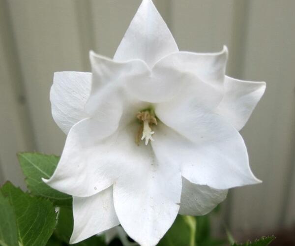 Boubelka 'Codo Double White' - Platycodon grandiflorus 'Codo Double White'
