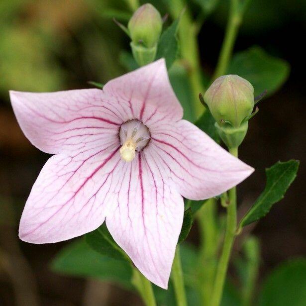 Boubelka 'Codo Rose' - Platycodon grandiflorus 'Codo Rose'
