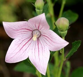 Boubelka velkokvětá  'Codo Rose' - Platycodon grandiflorus 'Codo Rose'