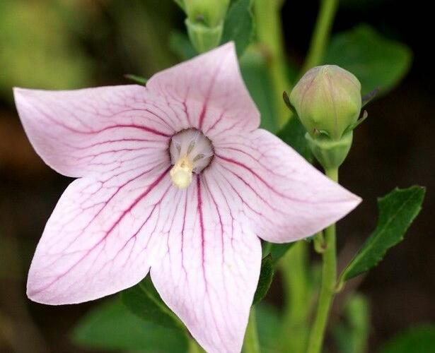 Boubelka 'Codo Rose' - Platycodon grandiflorus 'Codo Rose'