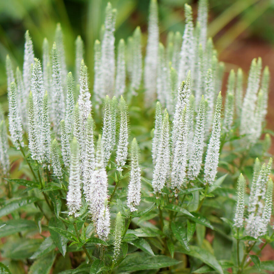 Rozrazil klasnatý 'Candles Snow' - Veronica spicata 'Candles Snow'