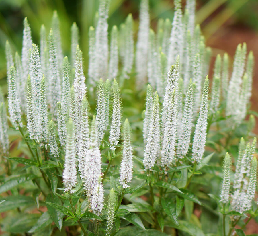 Rozrazil klasnatý 'Candles Snow' - Veronica spicata 'Candles Snow'