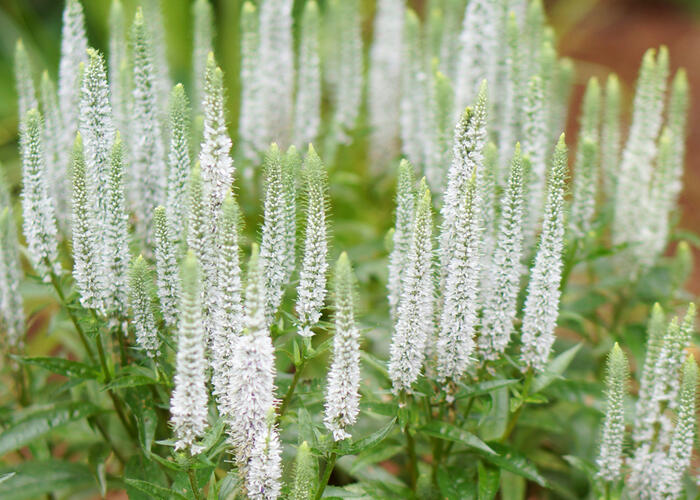 Rozrazil klasnatý 'Snow Candles' - Veronica spicata 'Snow Candles'