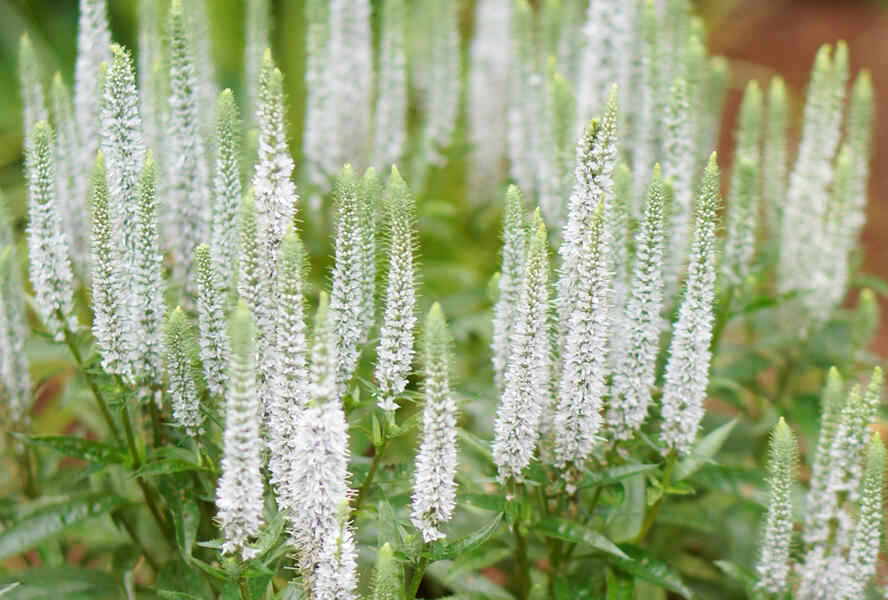 Rozrazil klasnatý 'Candles Snow' - Veronica spicata 'Candles Snow'