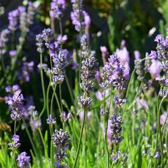 Levandule úzkolistá 'Little Lady' - Lavandula angustifolia 'Little Lady'