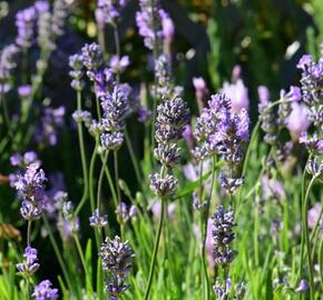 Levandule úzkolistá 'Little Lady' - Lavandula angustifolia 'Little Lady'