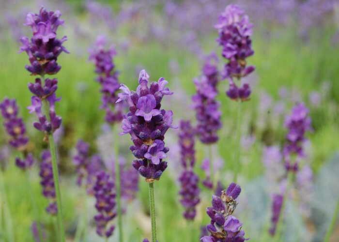 Levandule úzkolistá 'Peter Pan' - Lavandula angustifolia 'Peter Pan'