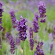 Levandule úzkolistá 'Peter Pan' - Lavandula angustifolia 'Peter Pan'