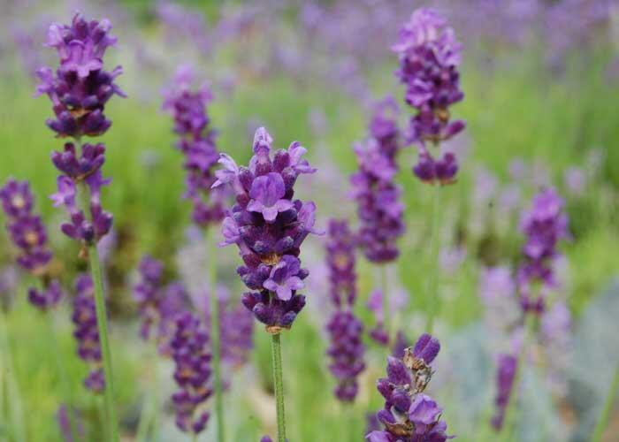 Levandule úzkolistá 'Peter Pan' - Lavandula angustifolia 'Peter Pan'