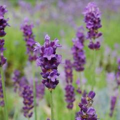 Levandule úzkolistá 'Peter Pan' - Lavandula angustifolia 'Peter Pan'