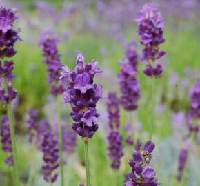 Levandule úzkolistá 'Peter Pan' - Lavandula angustifolia 'Peter Pan'