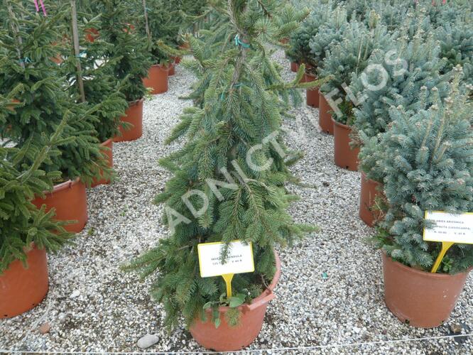 Smrk ztepilý 'Inversa Pendula' - Picea abies 'Inversa Pendula'