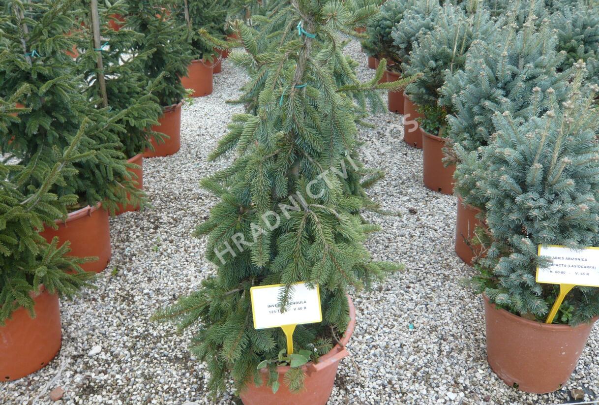 Smrk ztepilý 'Inversa Pendula' - Picea abies 'Inversa Pendula'