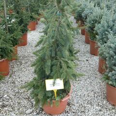 Smrk ztepilý 'Inversa Pendula' - Picea abies 'Inversa Pendula'