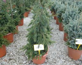Smrk ztepilý 'Inversa Pendula'