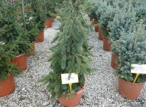 Smrk ztepilý 'Inversa Pendula' - Picea abies 'Inversa Pendula'