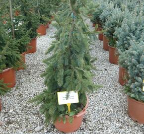 Smrk ztepilý 'Inversa Pendula' - Picea abies 'Inversa Pendula'