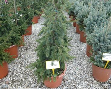 Smrk ztepilý 'Inversa Pendula'