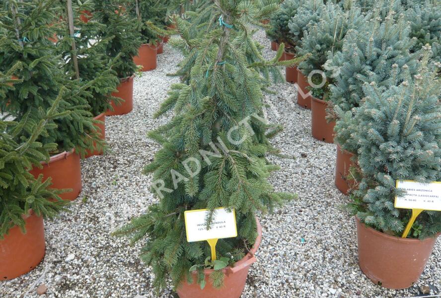 Smrk ztepilý 'Inversa Pendula' - Picea abies 'Inversa Pendula'