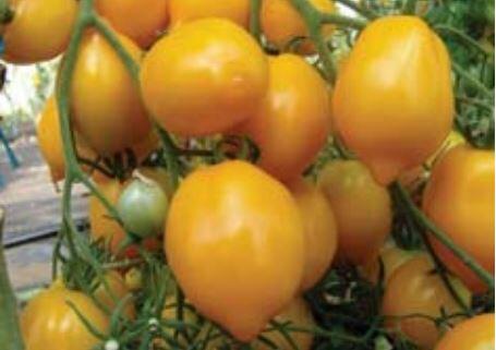 Rajče tyčkové 'Citrina' - Lycopersicon esculentum 'Citrina'