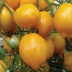 Rajče tyčkové 'Citrina' - Lycopersicon esculentum 'Citrina'