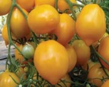 Rajče tyčkové 'Citrina'