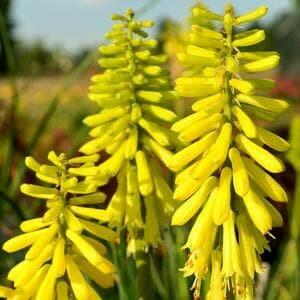 Kleopatřina jehla 'Popsicle Lemon' - Kniphofia uvaria 'Popsicle Lemon'