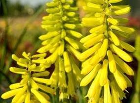 Kleopatřina jehla 'Popsicle Lemon' - Kniphofia uvaria 'Popsicle Lemon'