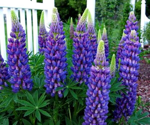 Lupina mnoholistá 'Gallery Blue' - Lupinus polyphyllus 'Gallery Blue'