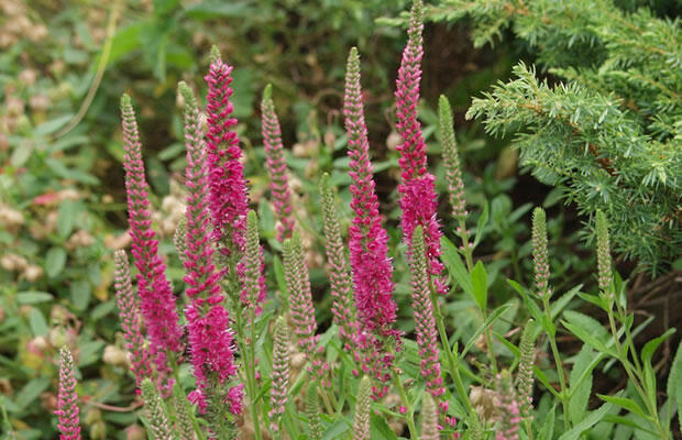 Rozrazil klasnatý 'Rosenrot' - Veronica spicata 'Rosenrot'