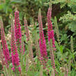 Rozrazil klasnatý 'Rosenrot' - Veronica spicata 'Rosenrot'